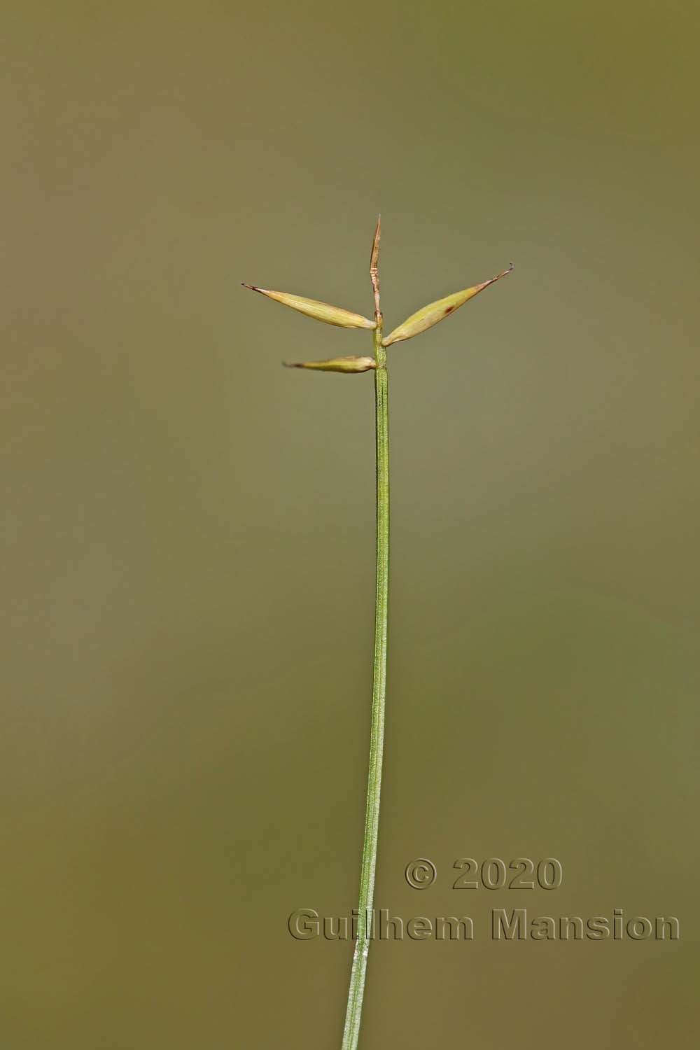 Carex pauciflora