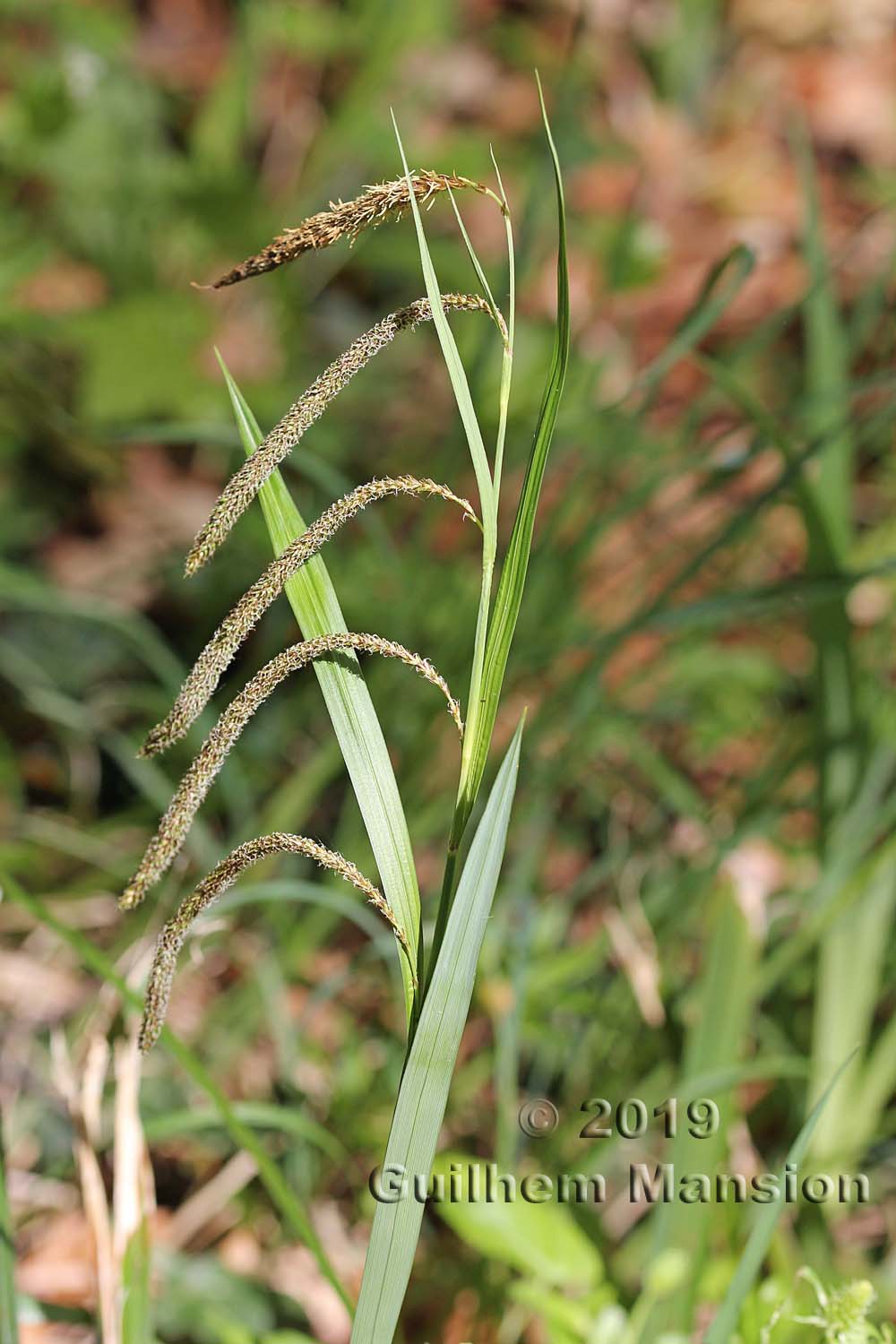 Carex pendula