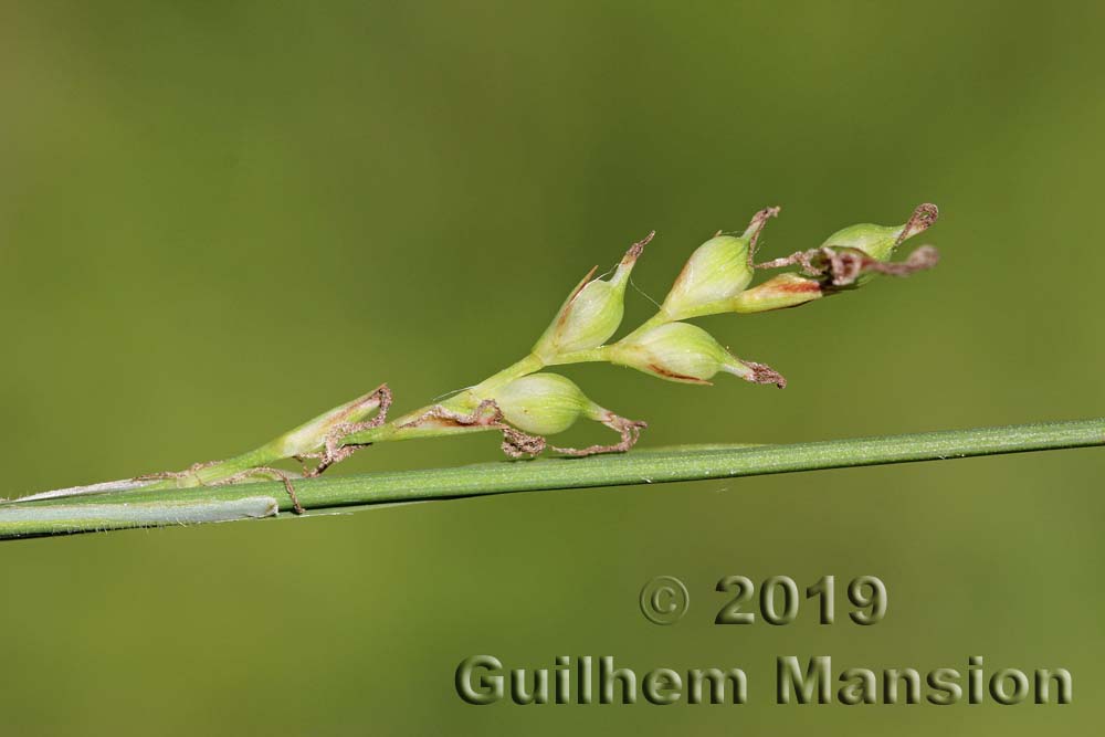 Carex pilosa