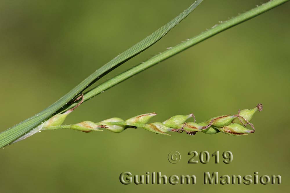 Carex pilosa