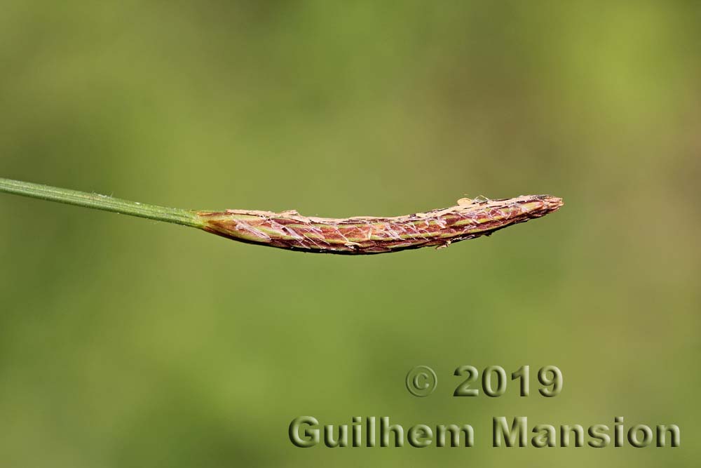 Carex pilosa