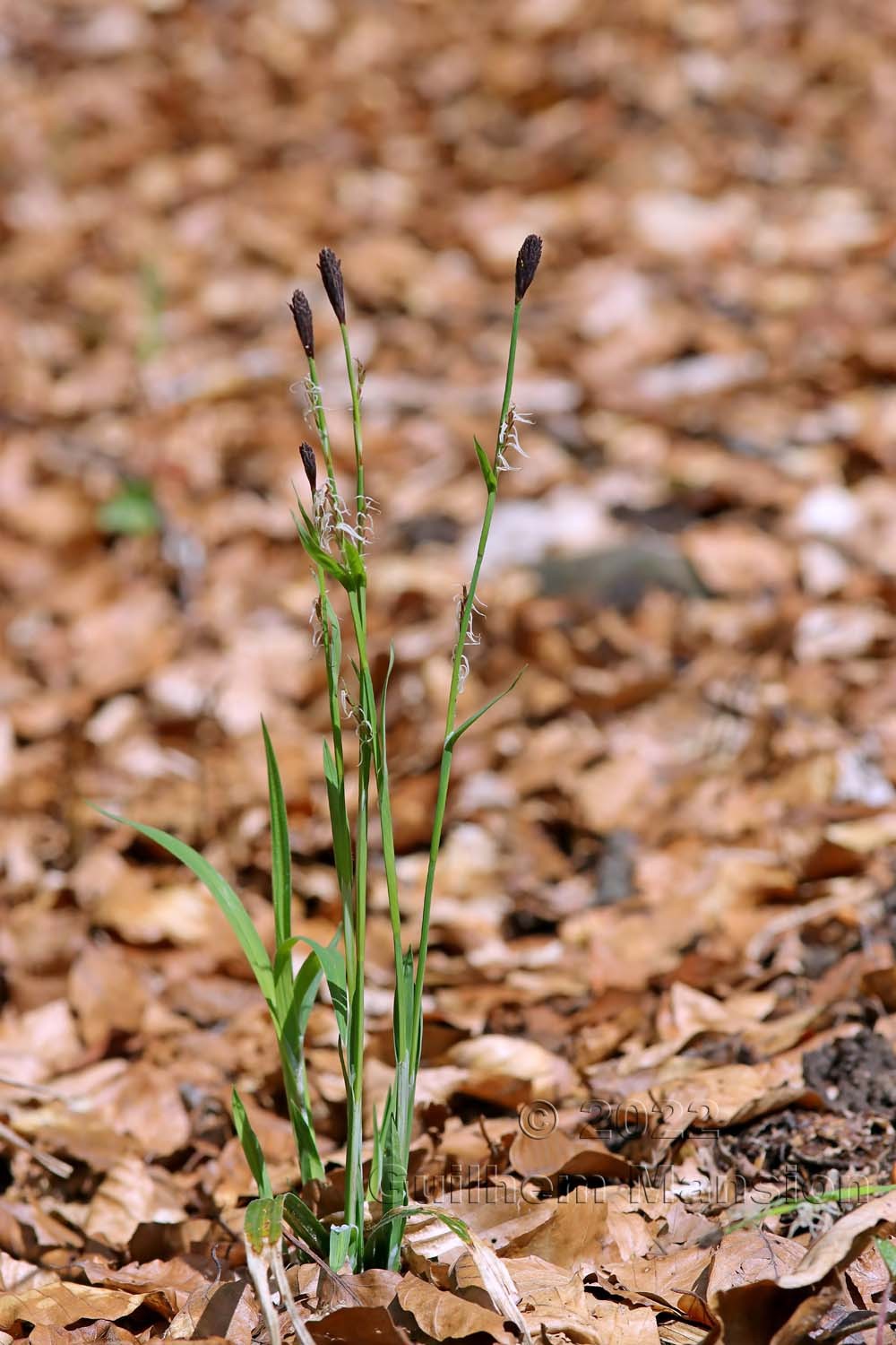 Carex pilosa