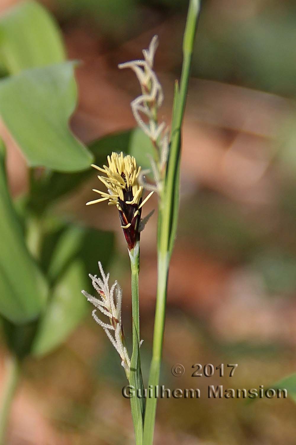 Carex pilosa