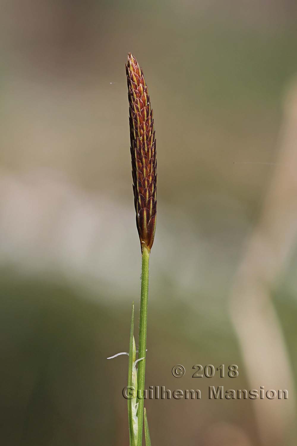 Carex pilosa