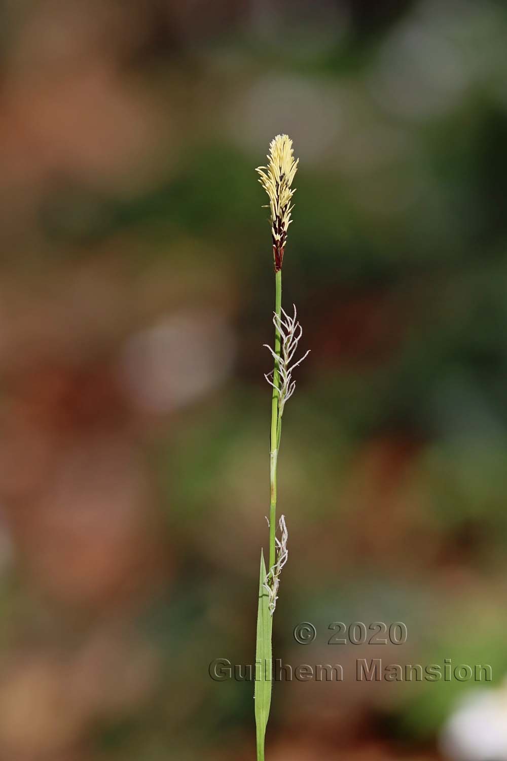 Carex pilosa