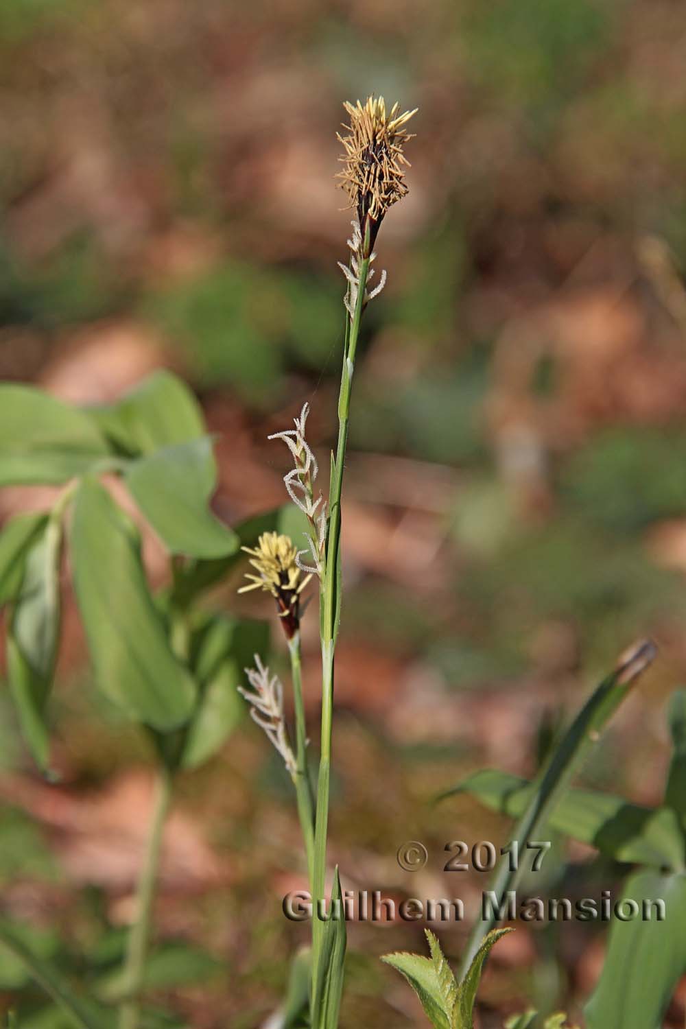 Carex pilosa