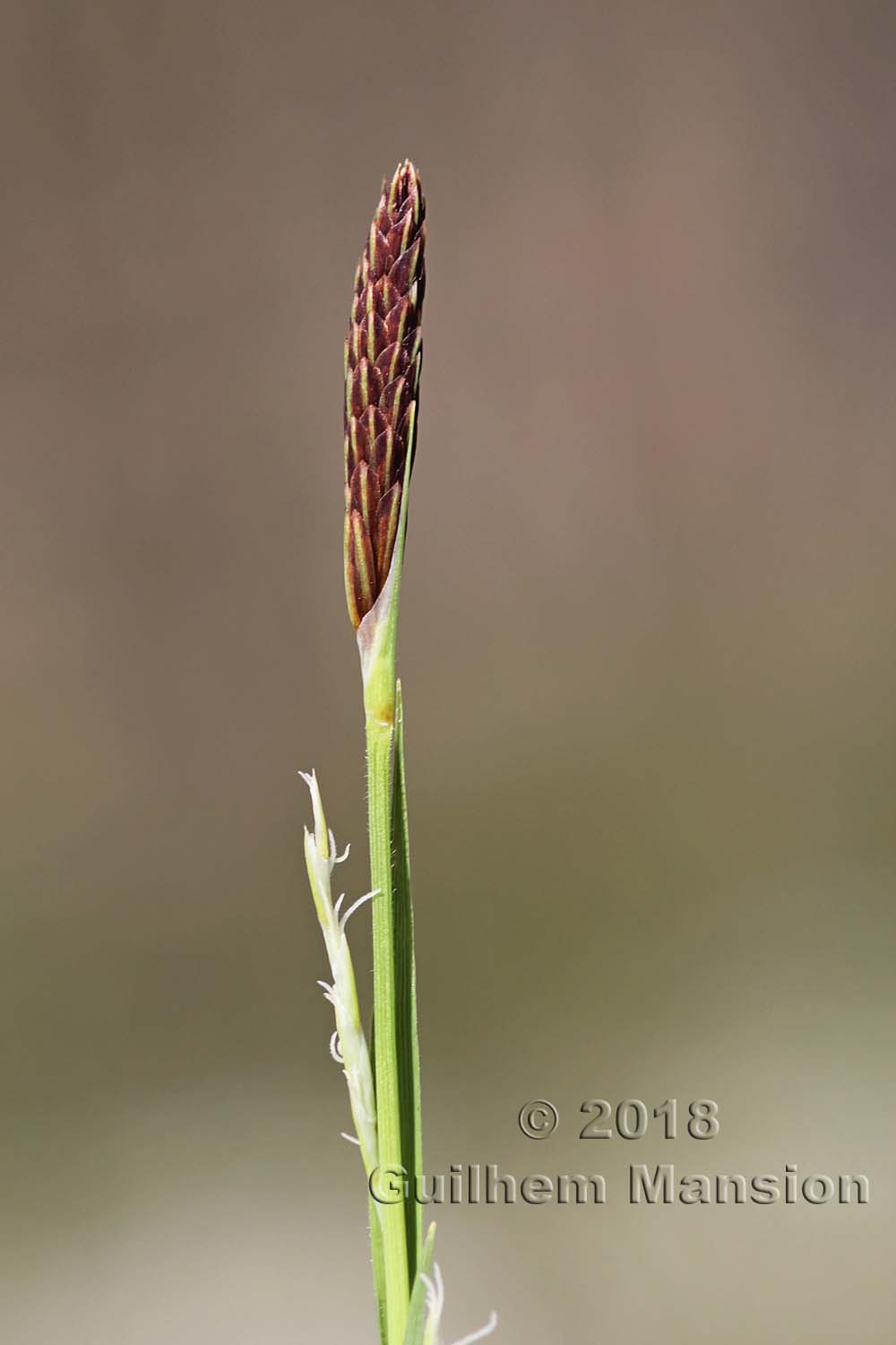 Carex pilosa