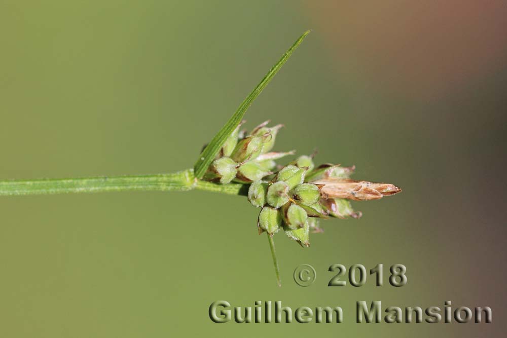 Carex pilulifera