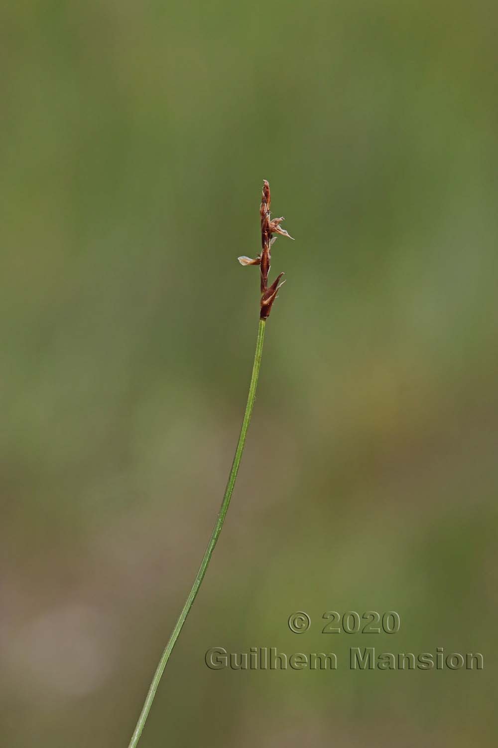 Carex pulicaris