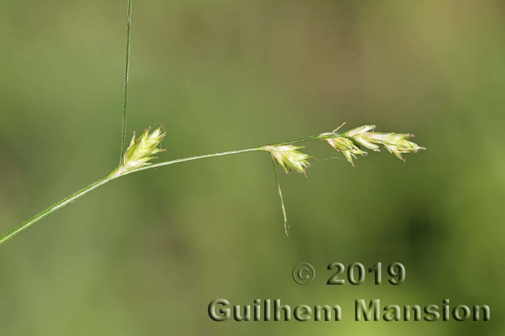 Carex remota