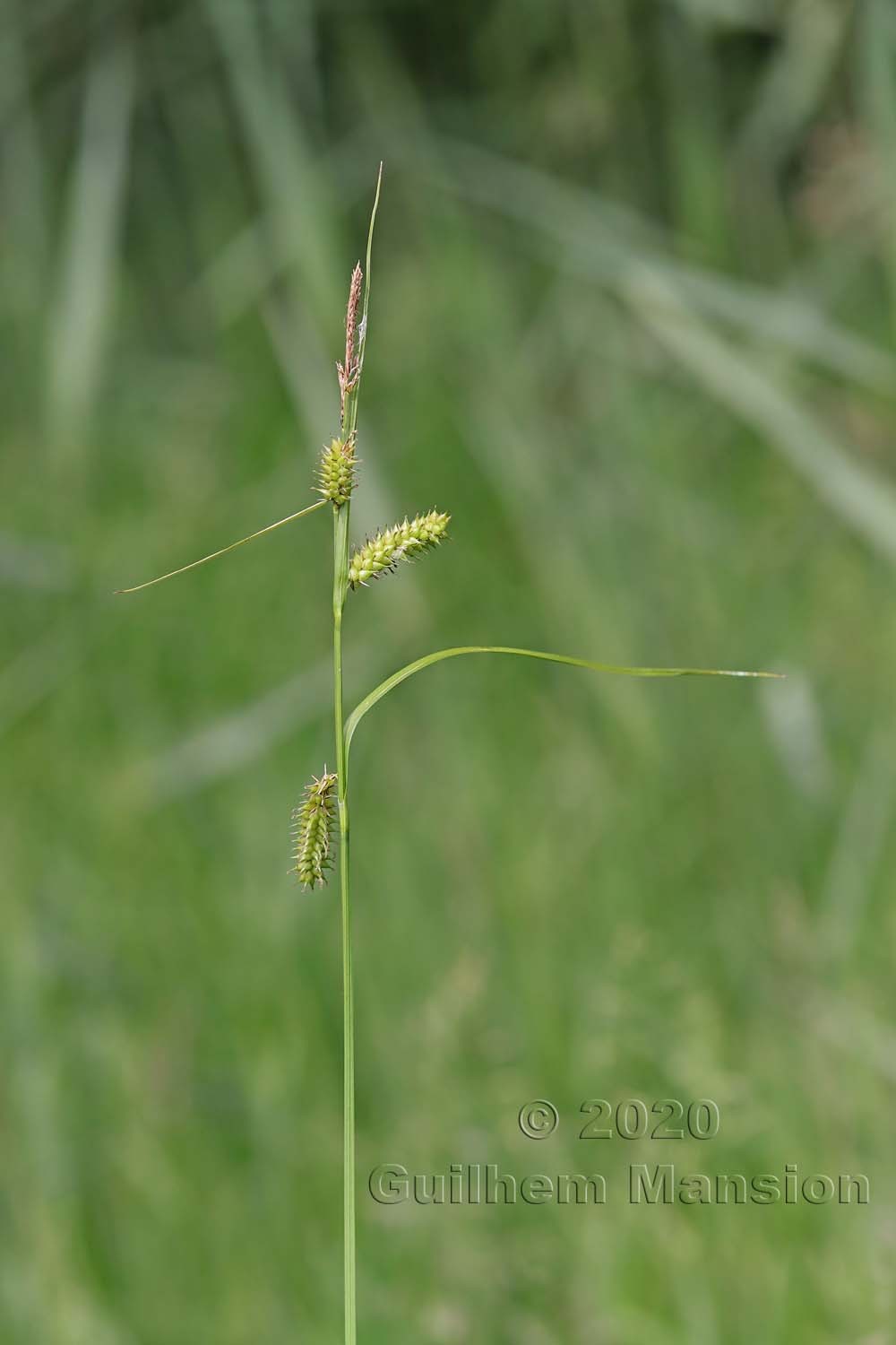 Carex rostrata