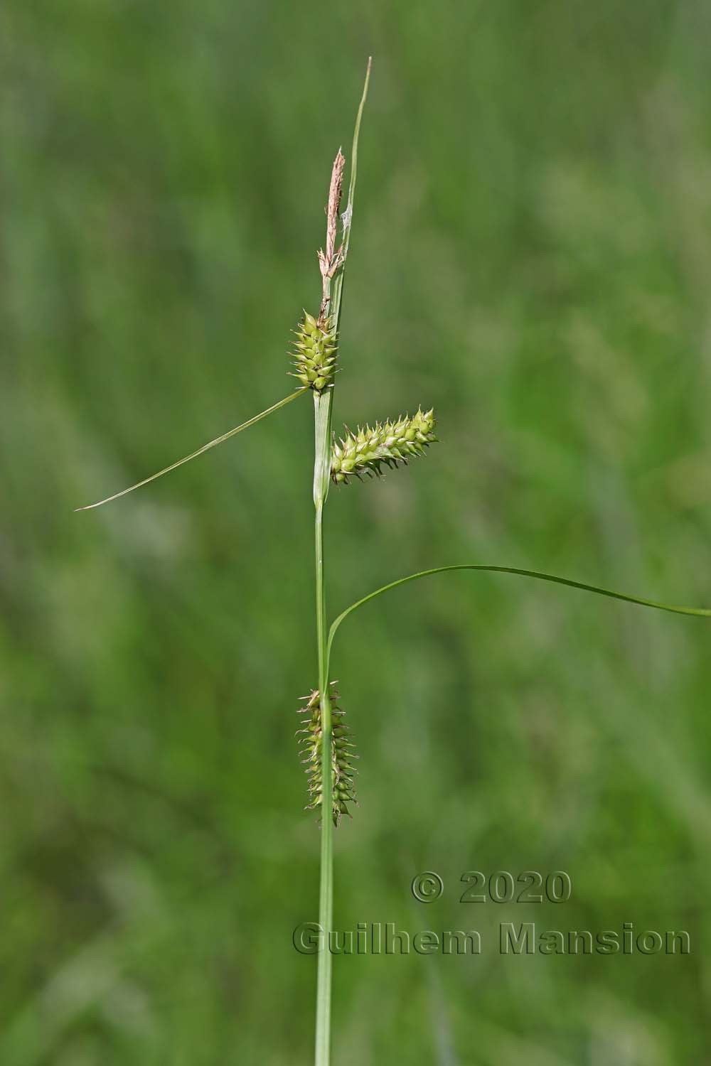 Carex rostrata