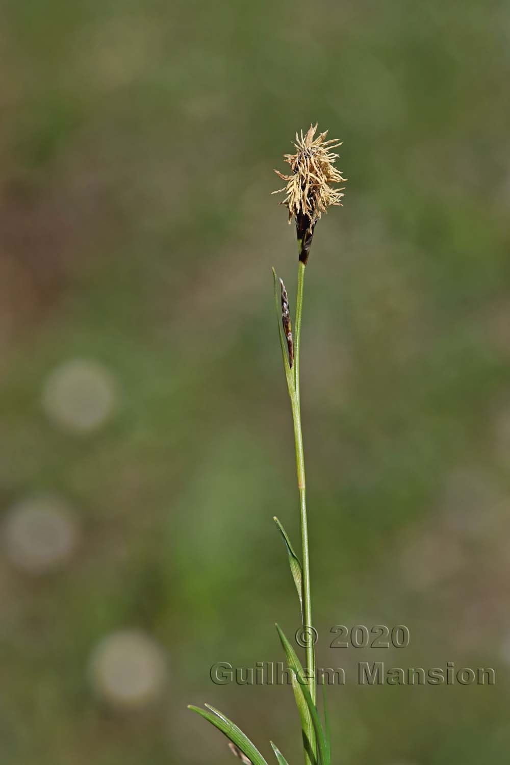 Carex sempervirens