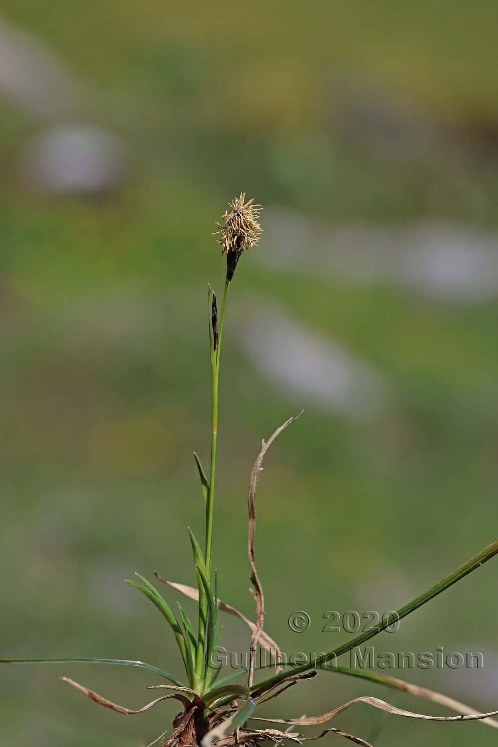 Carex sempervirens