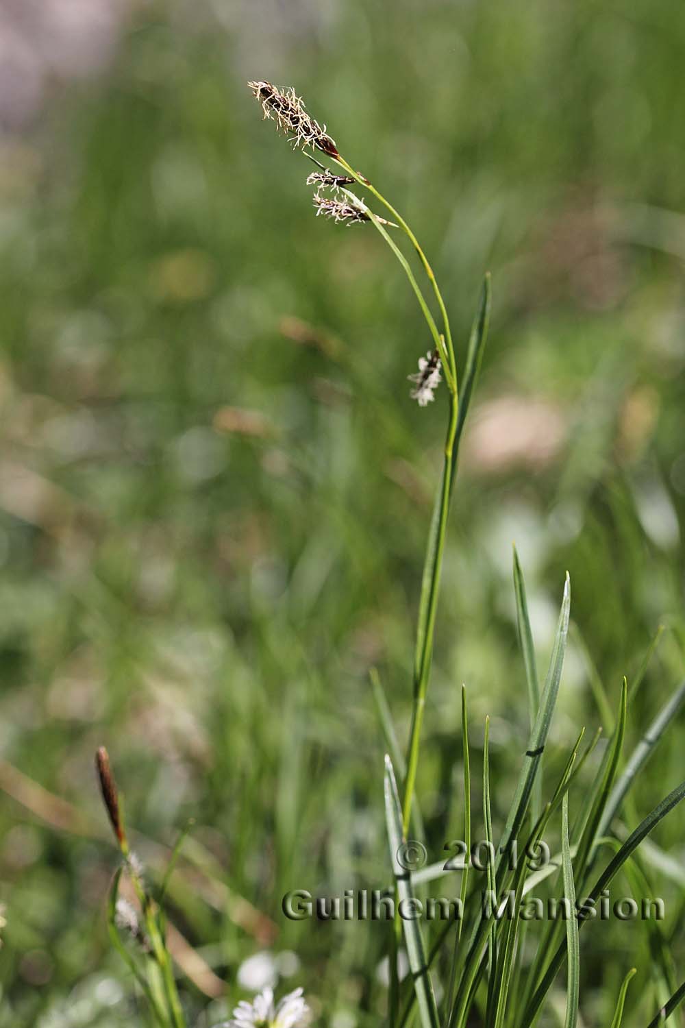 Carex sempervirens