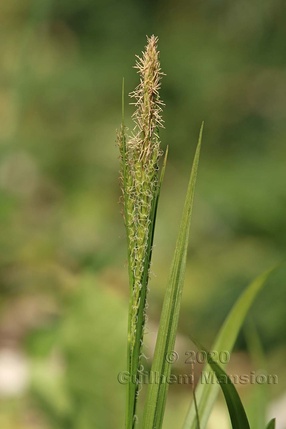 Carex sylvatica