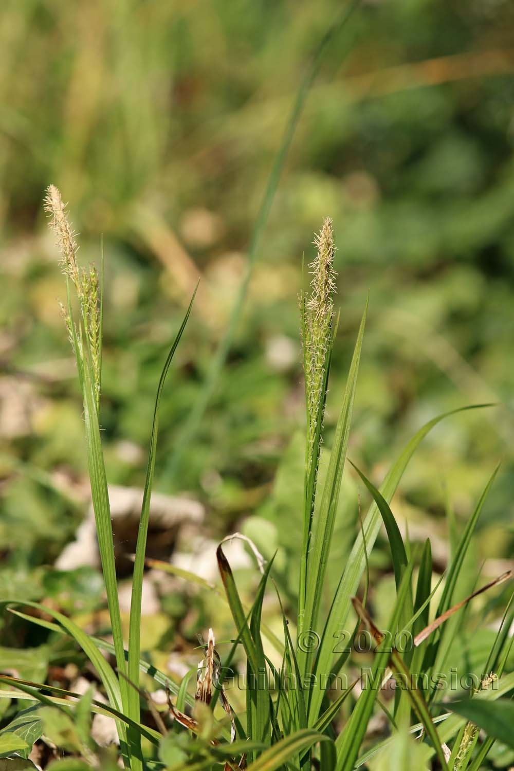 Carex sylvatica