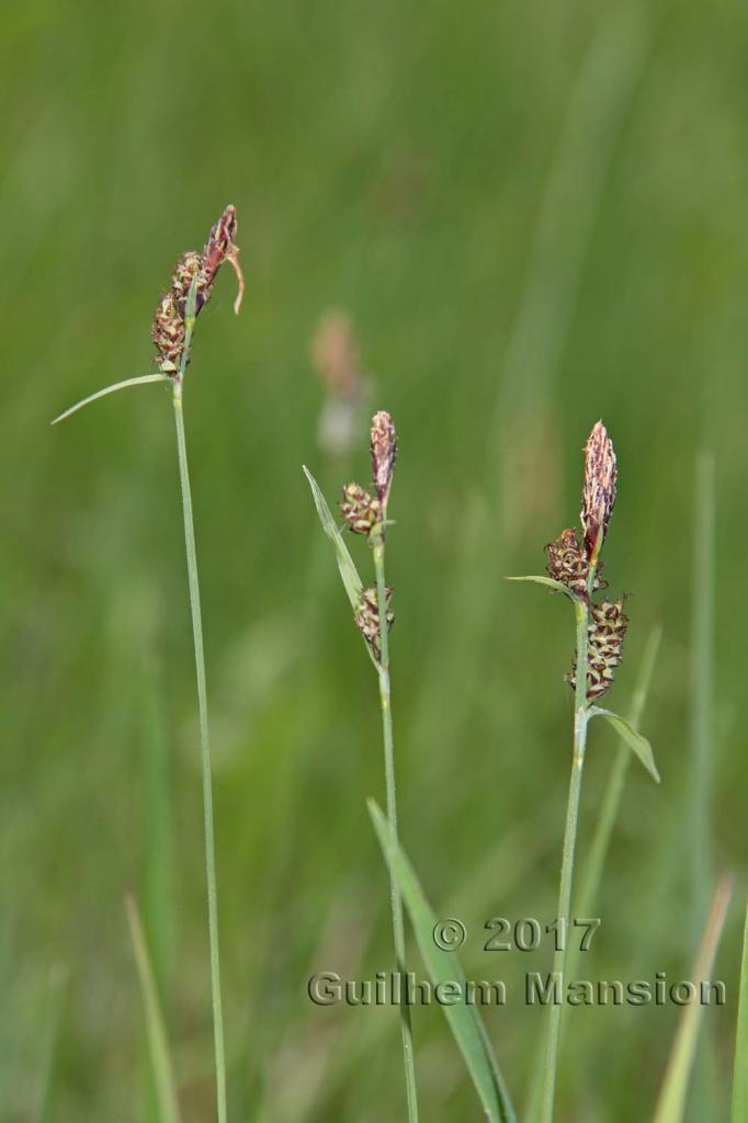 Carex tomentosa