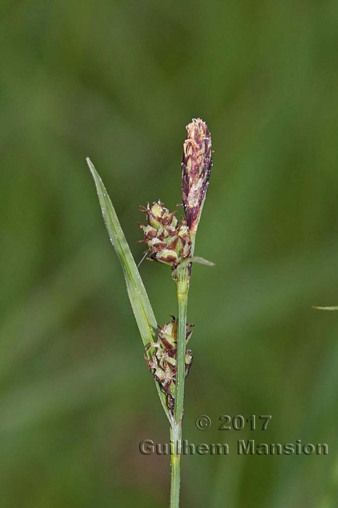 Carex tomentosa