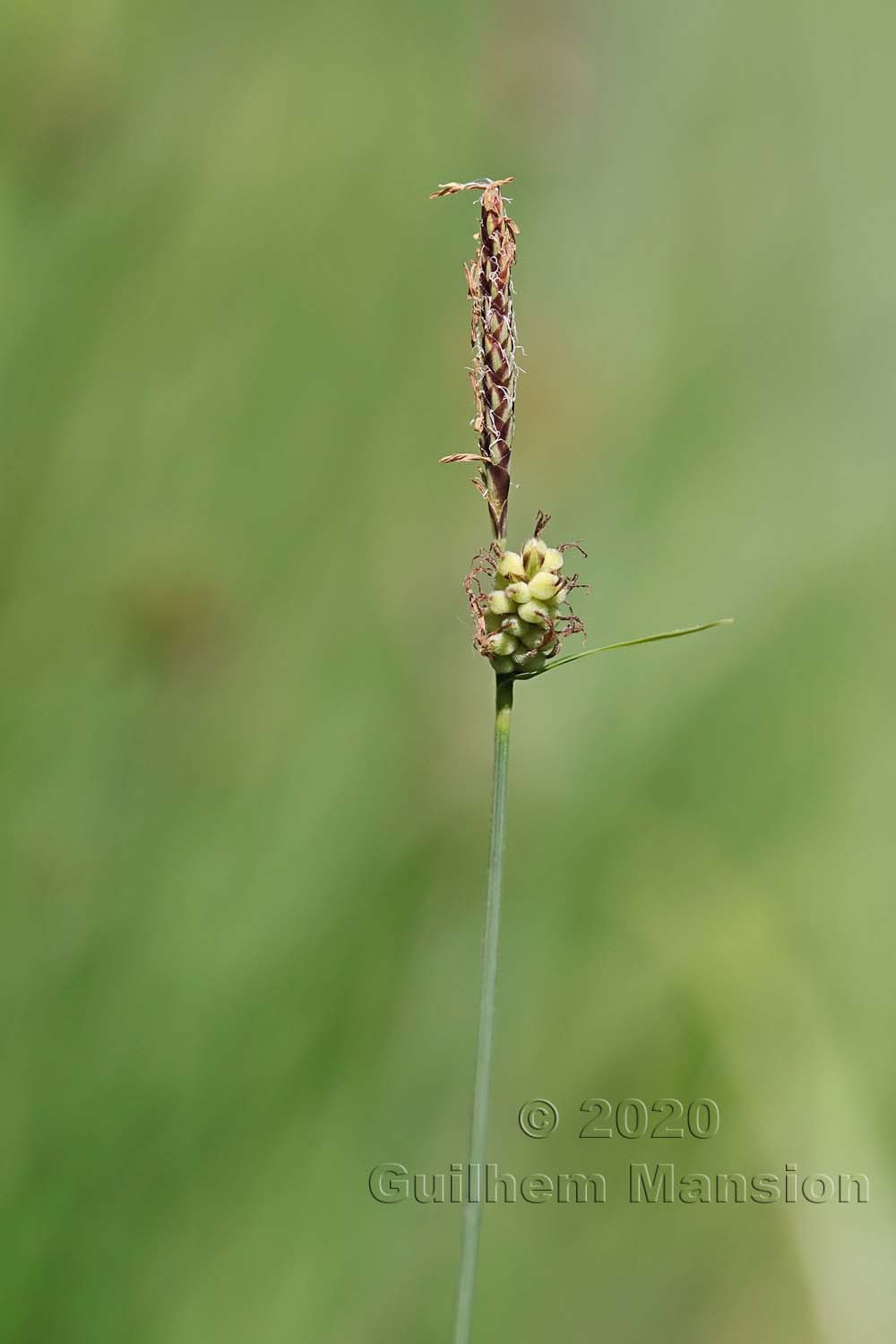 Carex tomentosa