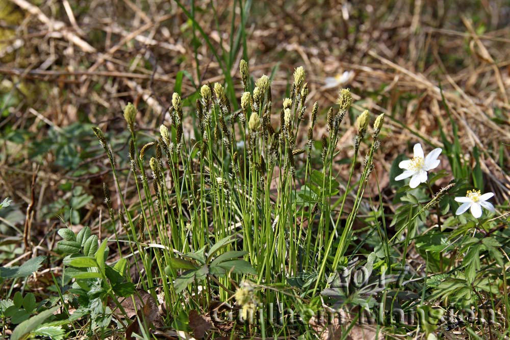 Carex umbrosa