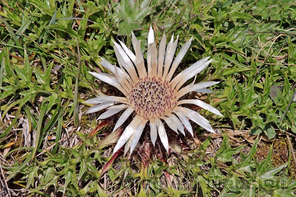 Carlina acaulis