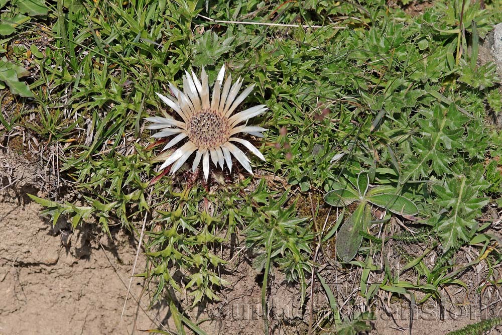 Carlina acaulis