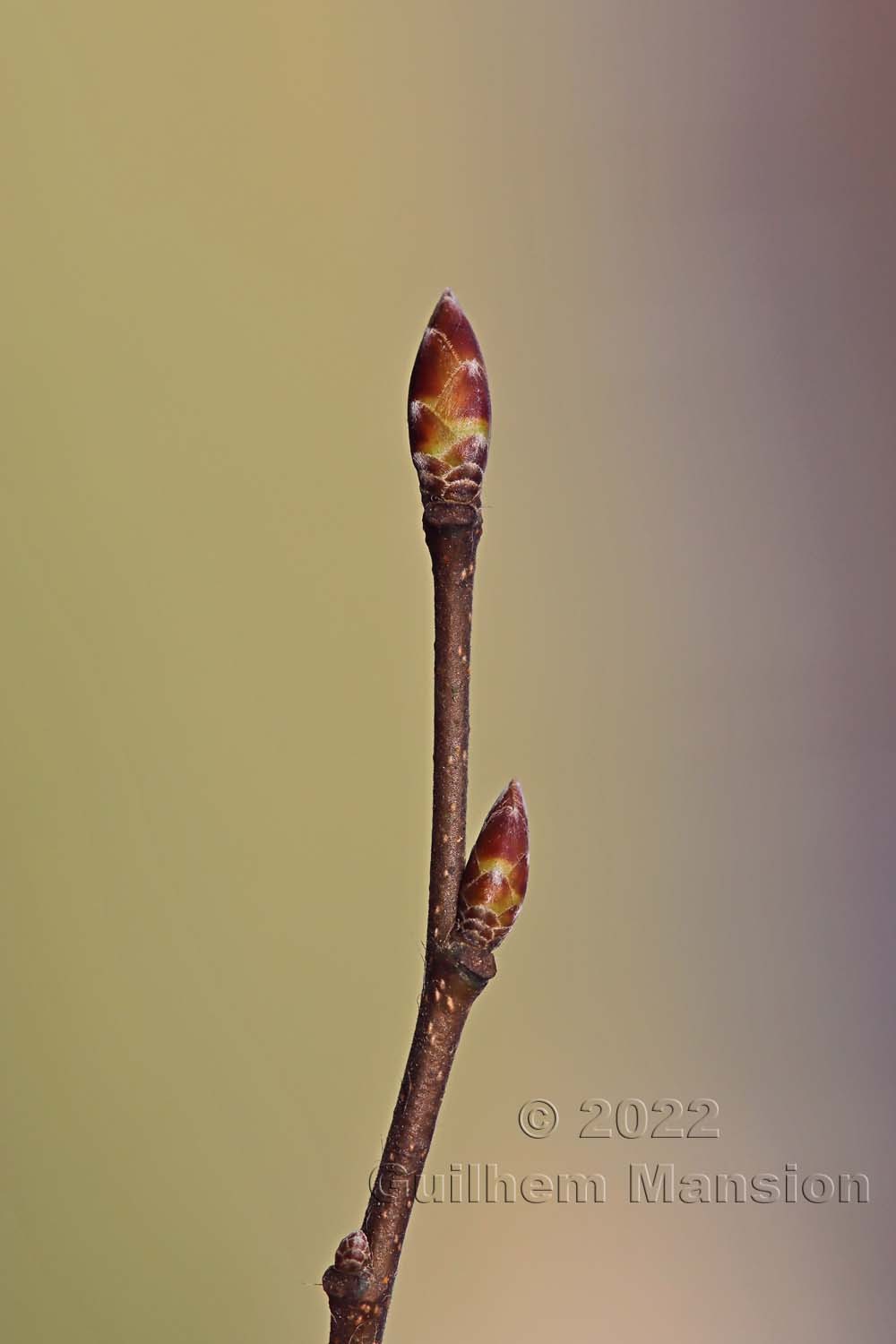 Carpinus betulus