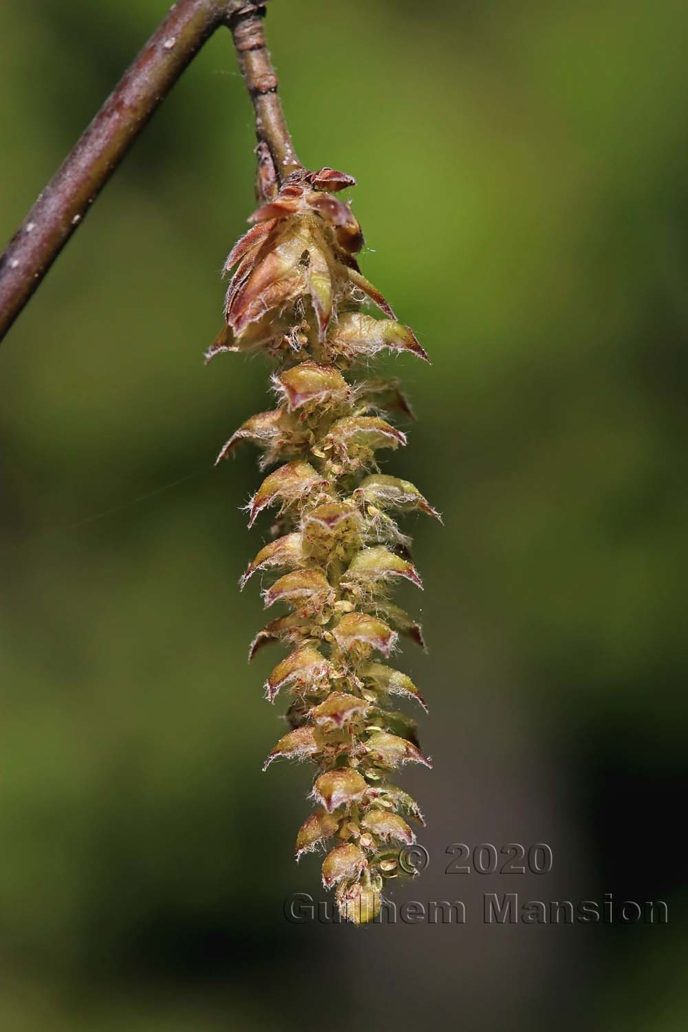 Carpinus betulus