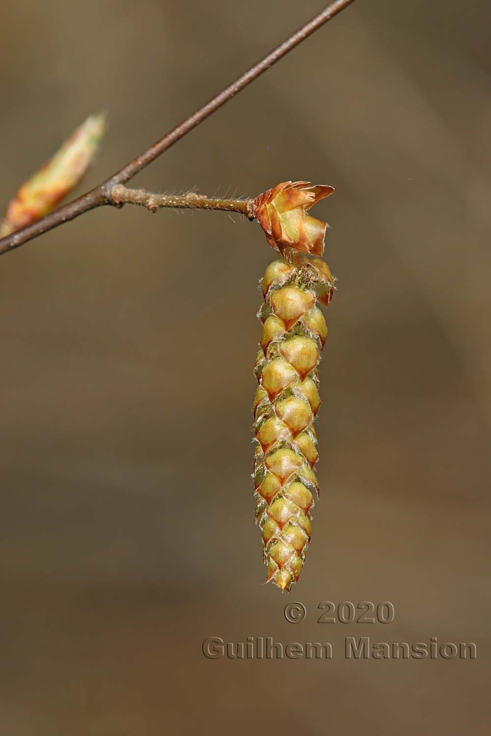 Carpinus betulus