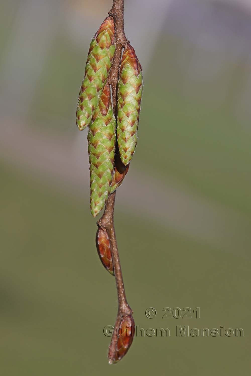 Carpinus betulus