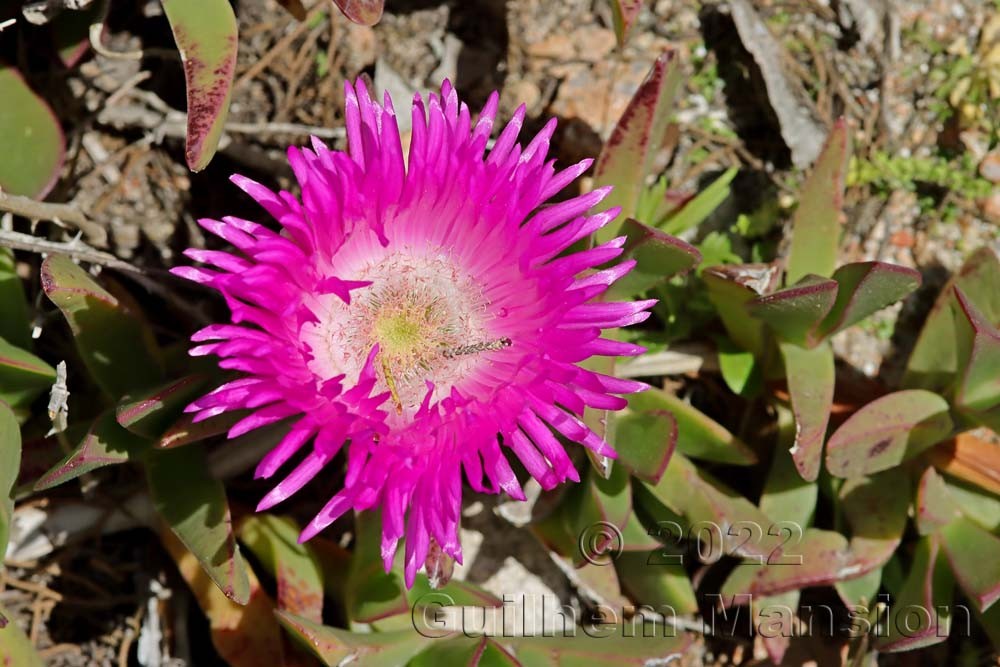 Carpobrotus acinaciformis