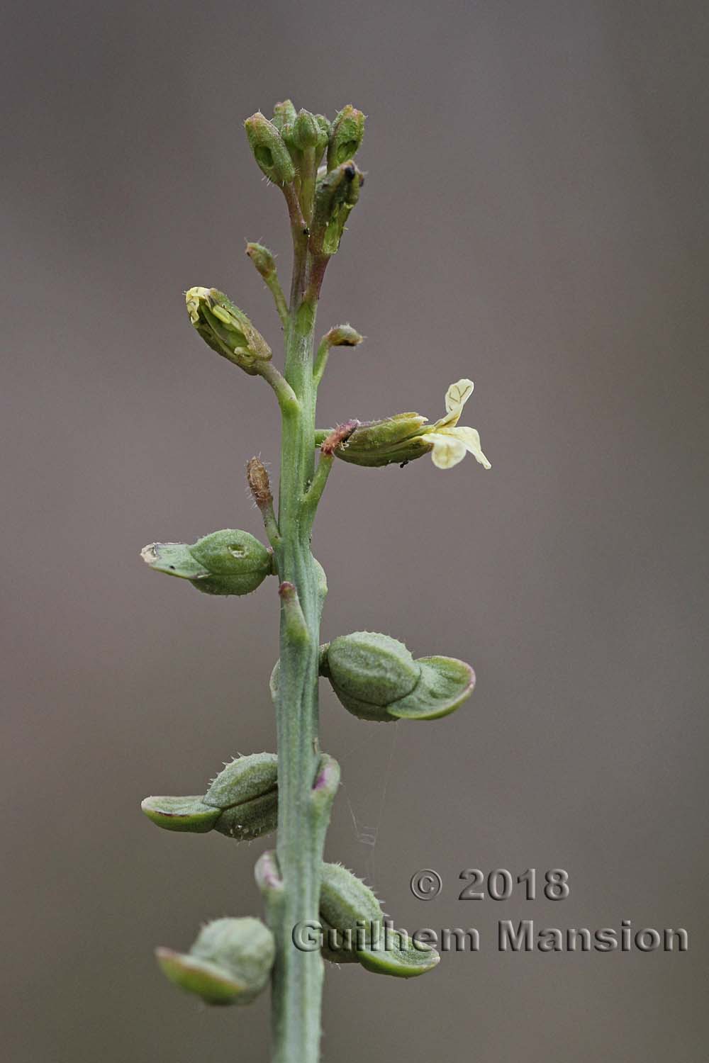 Carrichtera annua