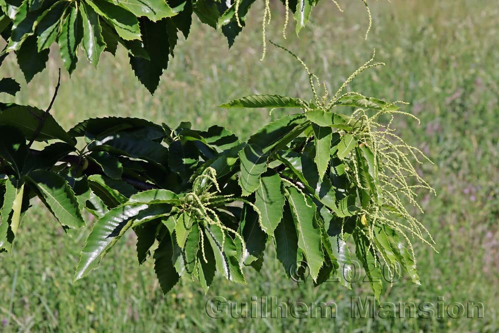 Castanea sativa