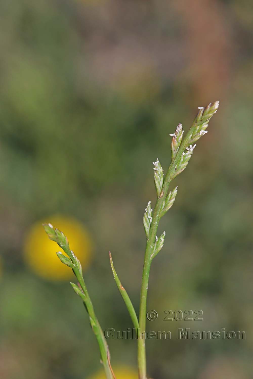 Catapodium maritimum