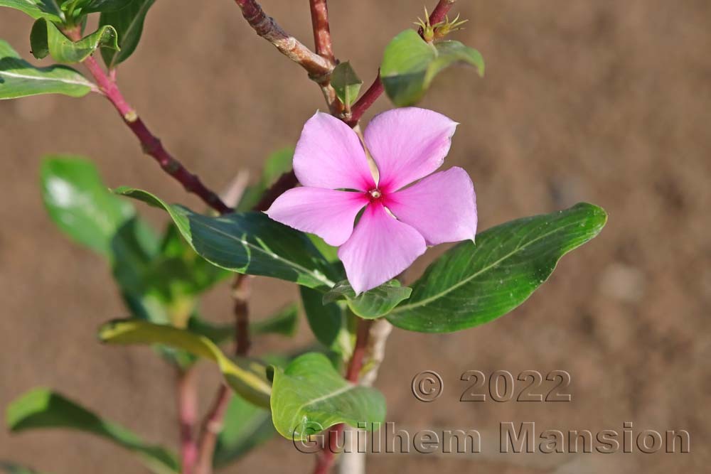 Catharanthus roseus