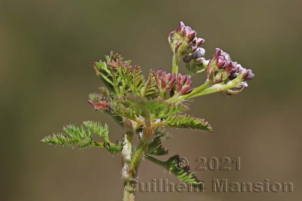 Caucalis platycarpos