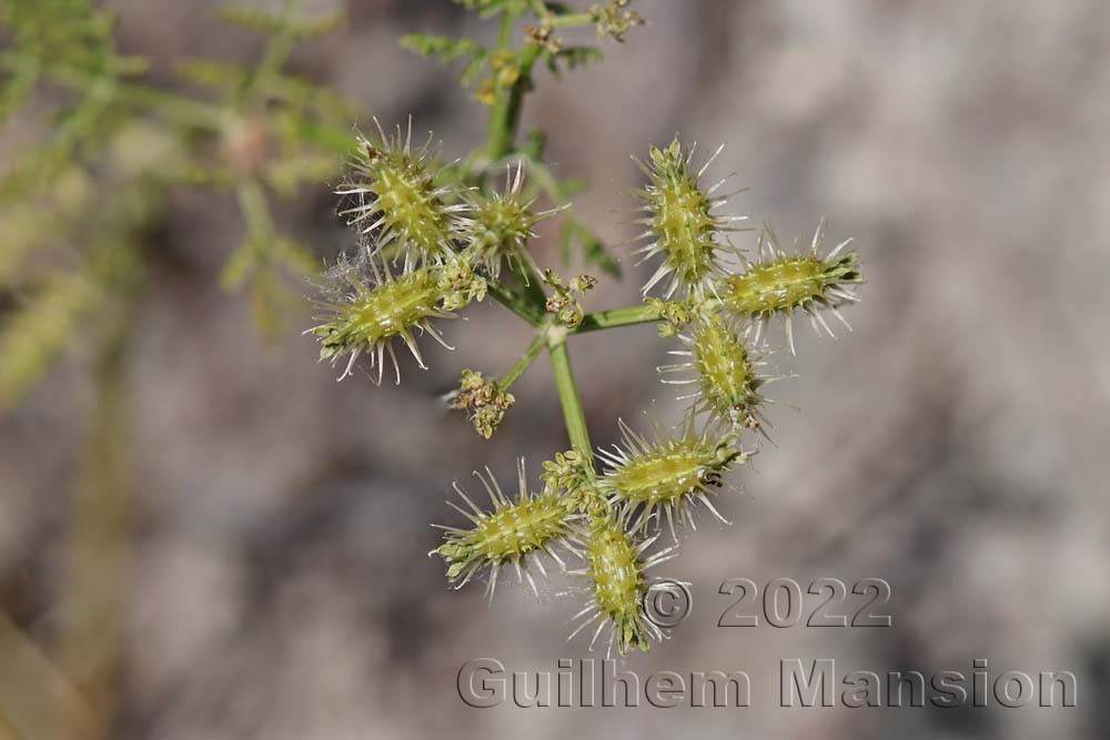 Caucalis platycarpos