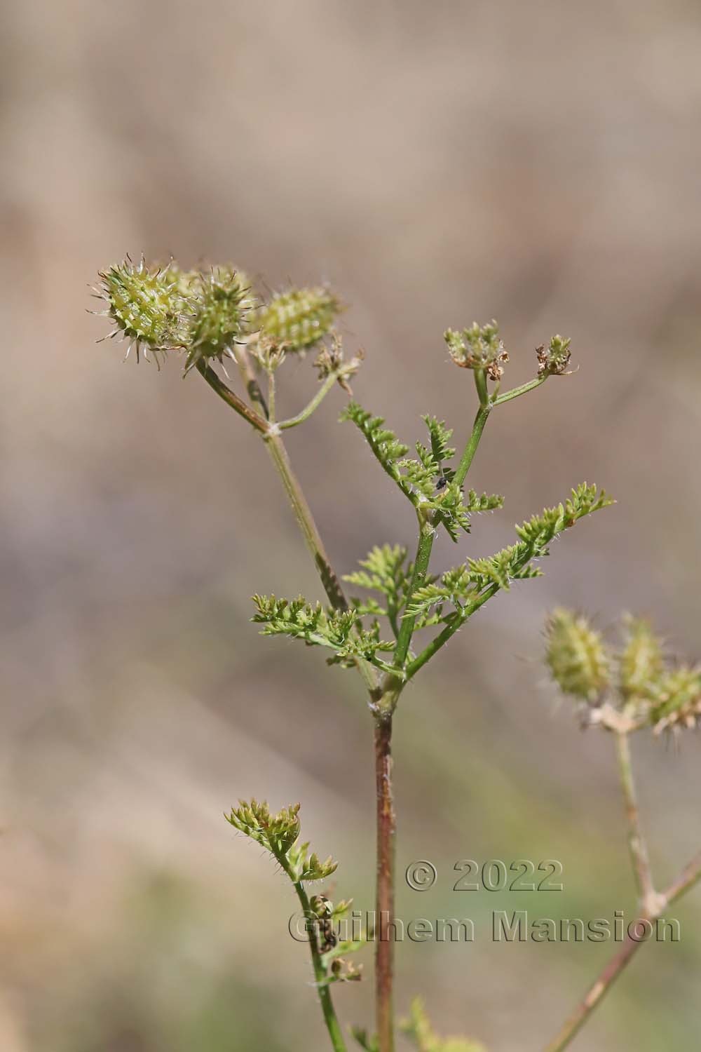 Caucalis platycarpos