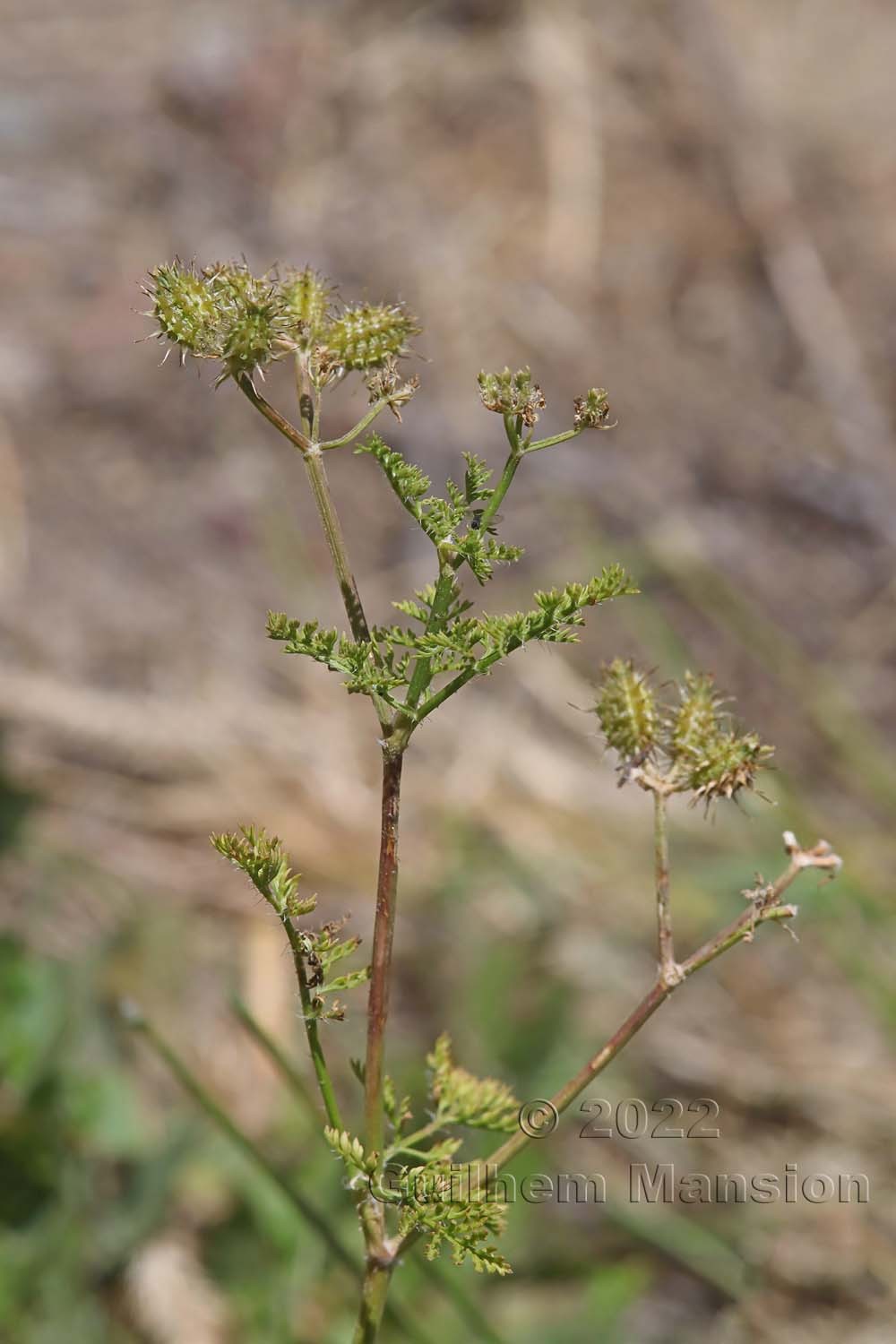 Caucalis platycarpos