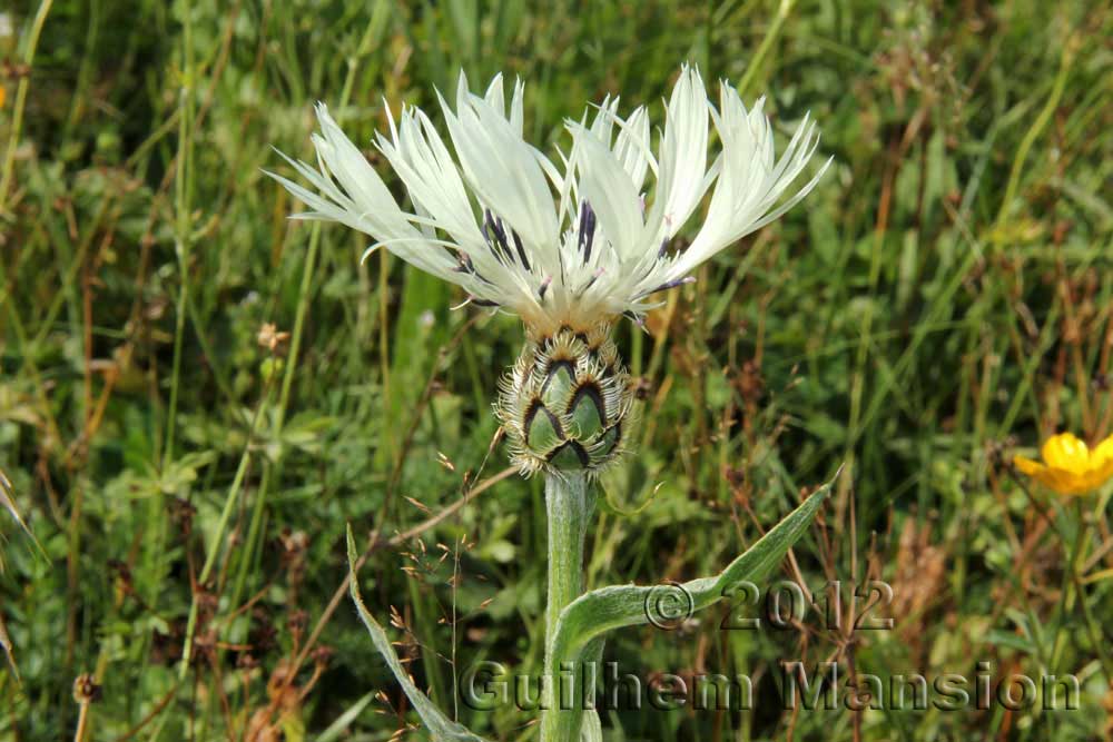 Centaurea cheirantifolia