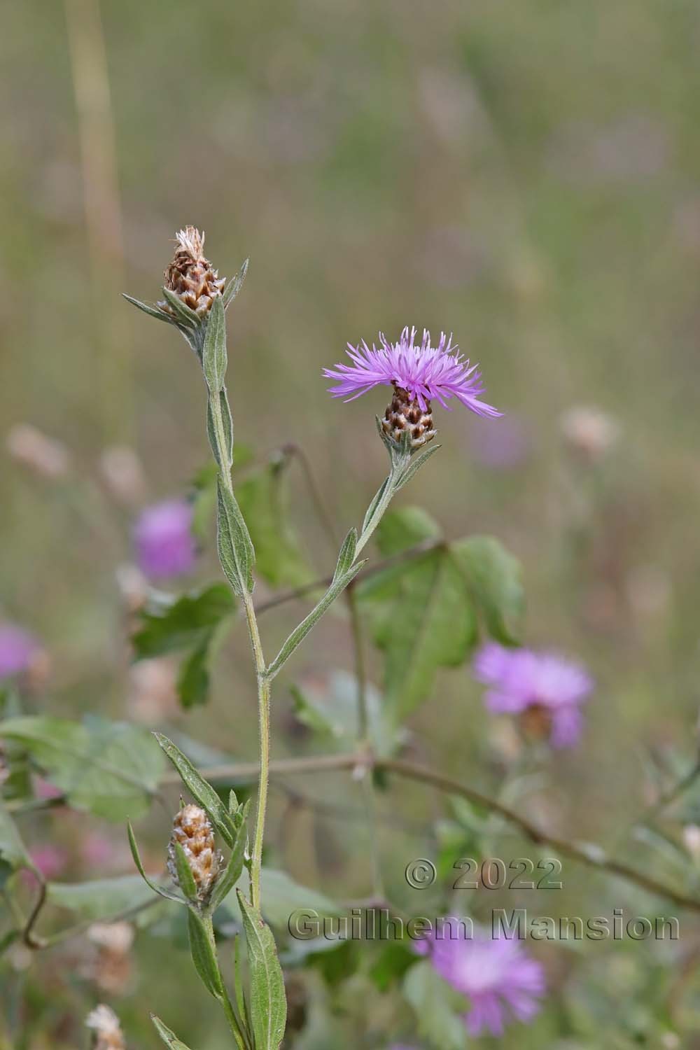 Centaurea jacea