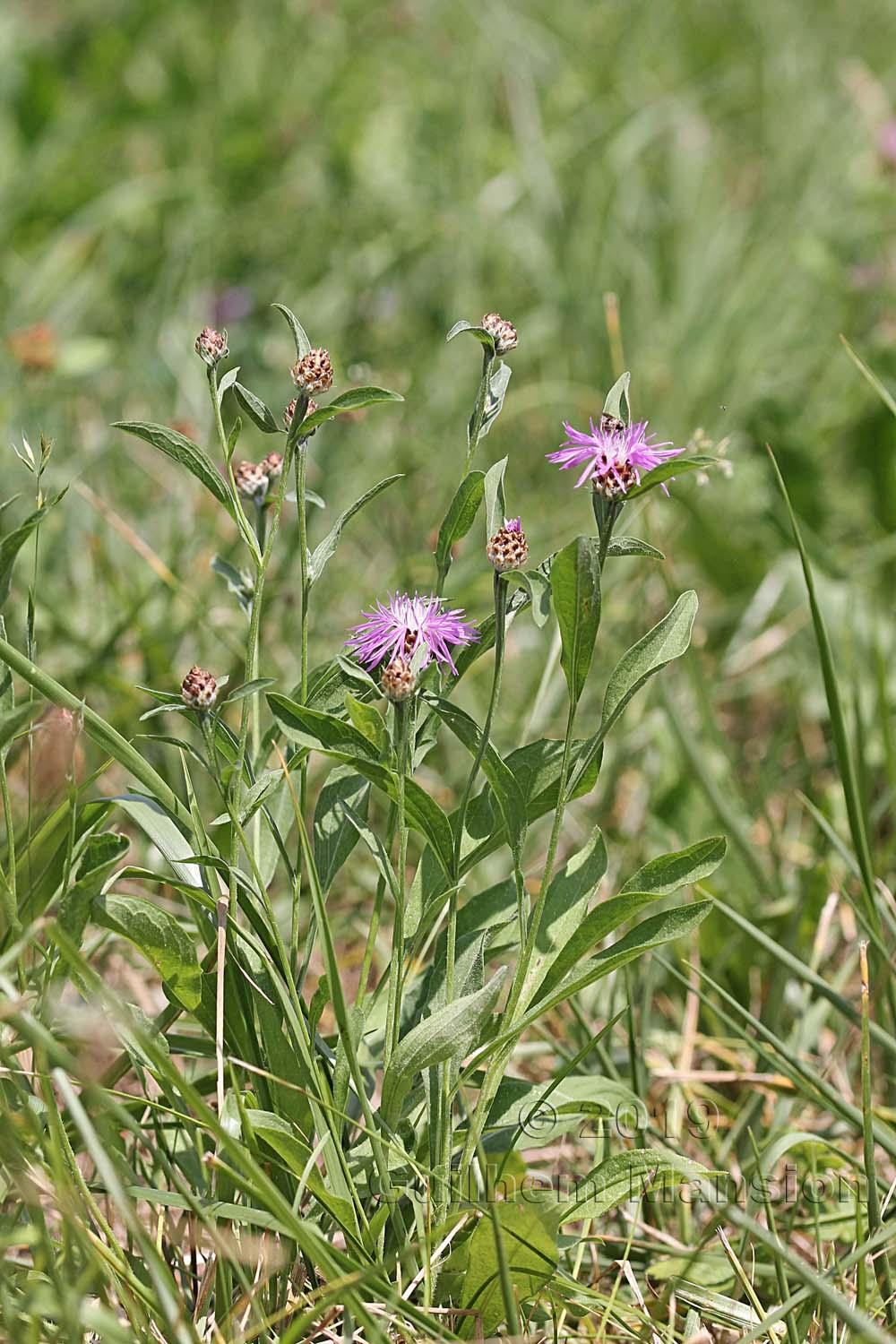 Centaurea jacea