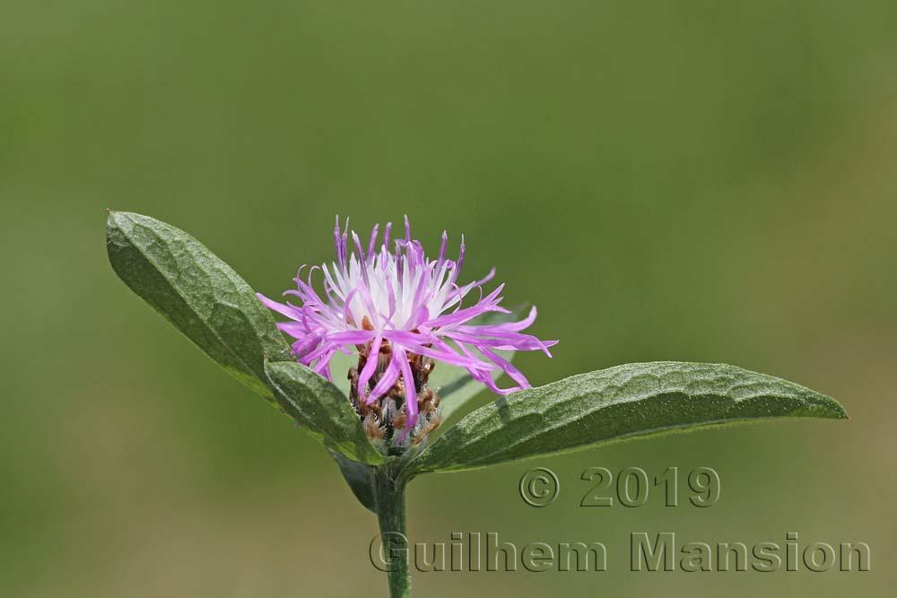 Centaurea jacea