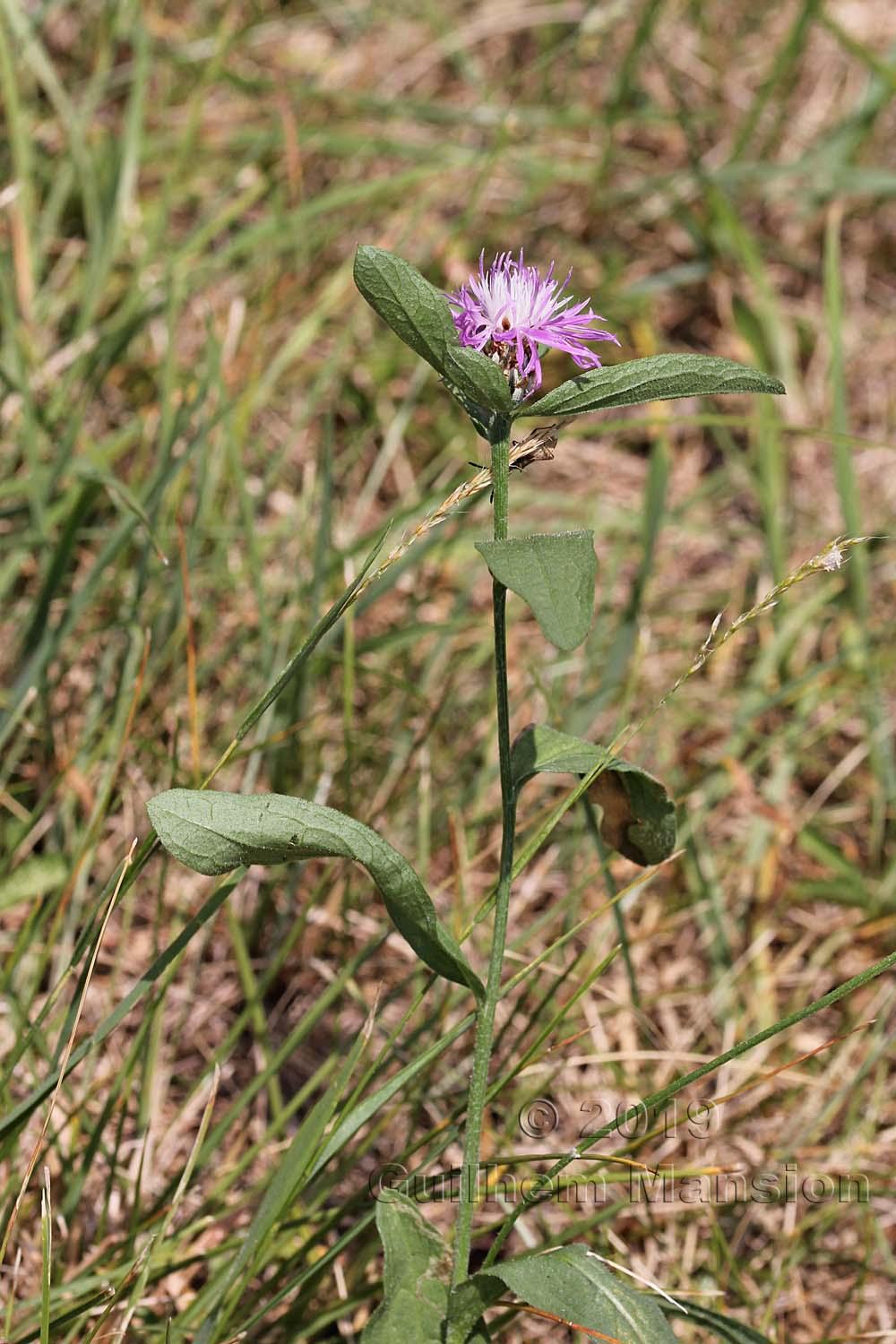 Centaurea jacea