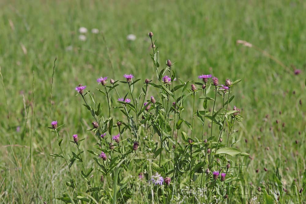 Centaurea jacea