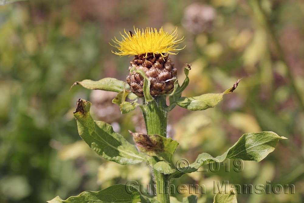 Centaurea macrocephala