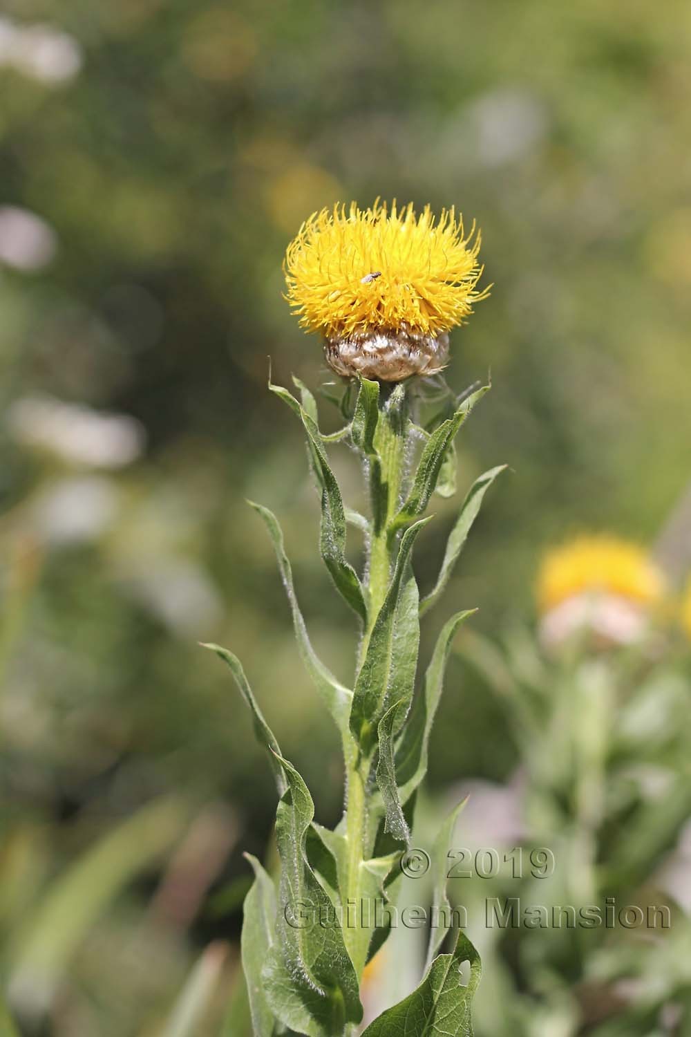 Centaurea macrocephala