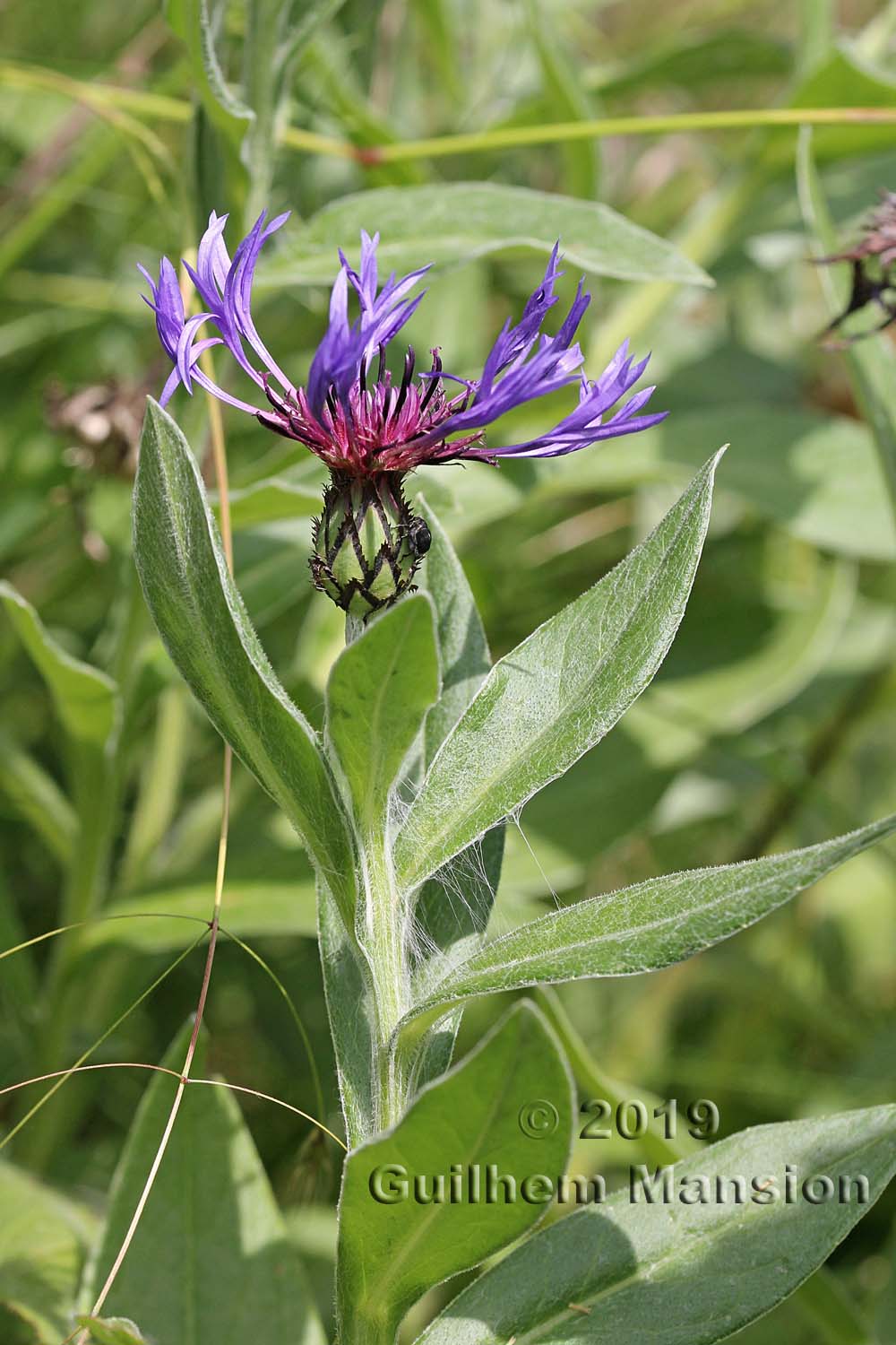 Cyanus montanus [Centaurea montana]