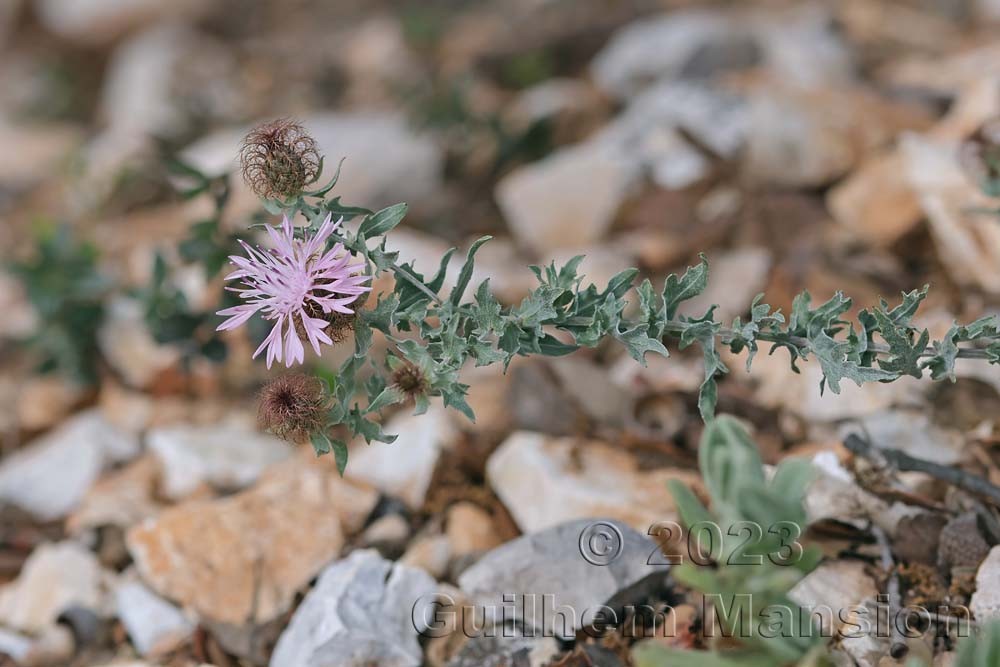 Centaurea pectinata